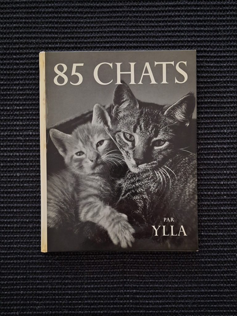 85 Chats par Ylla